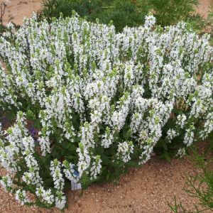 Salvia nemorosa 'Sensation White' - Salbei
