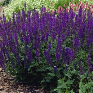 Salvia nemorosa 'Viola Klose' - Blüten-Salbei