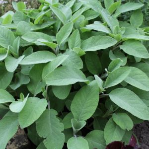 Salvia officinalis 'Berggarten' - Salbei