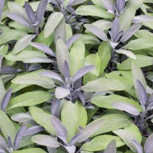 Salvia officinalis 'Purpurascens' - Salbei