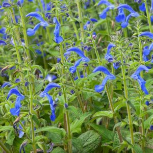 Salvia patens 'Royal Blue' - Salbei