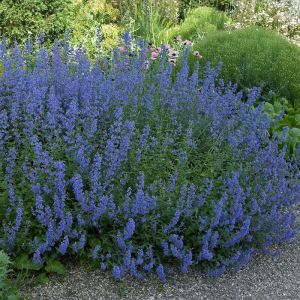 Salvia pratensis - Salbei