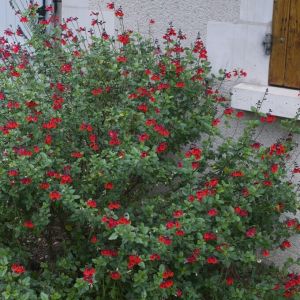 Salvia 'Royal Bumble' - Salbei