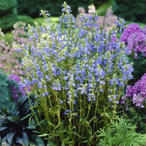 Salvia uliginosa - Salbei