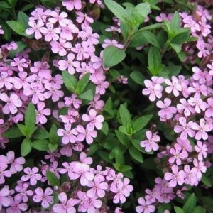 Saponaria ocymoides - Seifenkraut