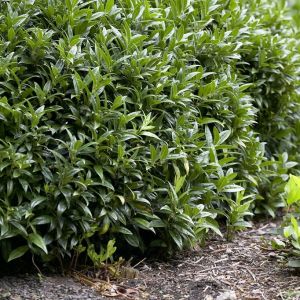 Sarcococca hookeriana humilis - Fleischbeere 