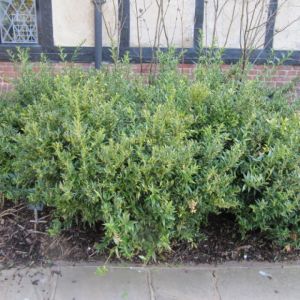 Sarcococca ruscifolia - Fleischbeere