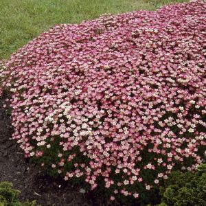Saxifraga arendsii ‘Peter Pan’ -  Steinbrech