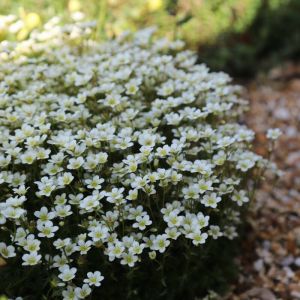 Saxifraga arendsii 'White Pixie' - Steinbrech