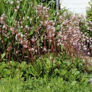 Saxifraga x urbium - Porzellanblümchen