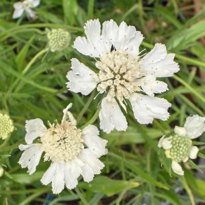 Scabiosa caucasica 'Alba' - Skabiose