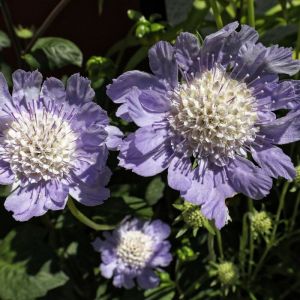 Scabiosa caucasica 'Perfecta' - Skabiose