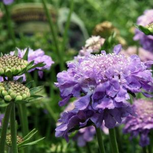 Scabiosa columbaria 'Butterfly Blue' - Skabiose