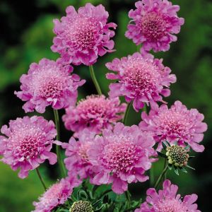 Scabiosa columbaria 'Pink Mist' - Skabiose