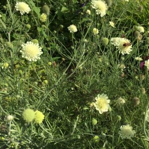 Scabiosa ochroleuca 'Moon Dance' - Skabiose