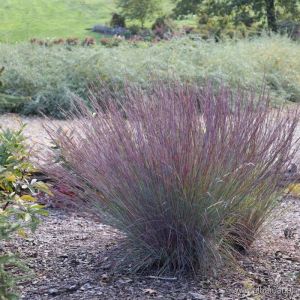 Schizachyrium scoparium 'Blue Heaven' - Präriegras