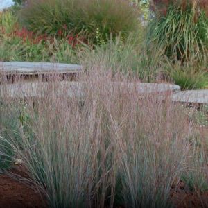 Schizachyrium scoparium 'Ha Ha Tonka' - Präriegras