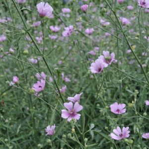 Althaea cannabina - Hanfblättriger Eibisch