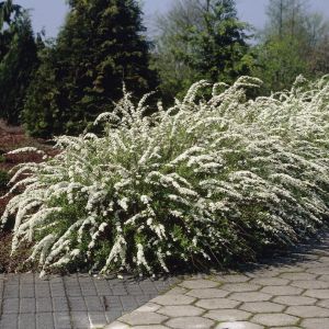 Spiraea cinerea 'Grefsheim' - Spierstrauch