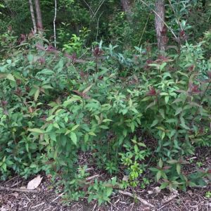 Spiraea japonica 'Dart's Red' Spiraea japonica 'Dart's Red'