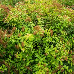 Spiraea japonica 'Goldflame' - Spierstrauch