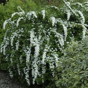 Spiraea nipponica 'Snowmound' - Spierstrauch