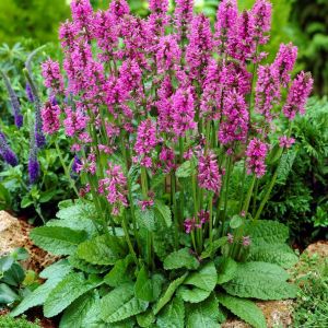 Stachys (Betonica) monnieri 'Hummelo' - Ziest