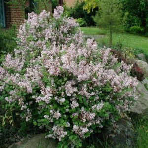 Syringa microphylla 'Superba' - Flieder