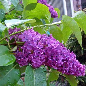 Flieder (Syringa): Sorten, Pflege & Schnitt | Grnes Paradies