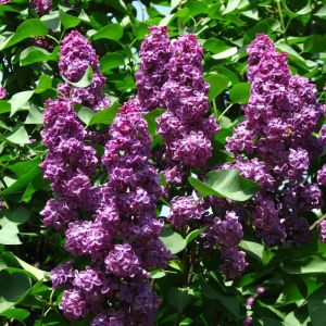Syringa vulgaris 'Andenken an Ludwig Späth' - Flieder
