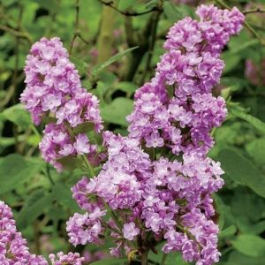 Syringa vulgaris 'Belle de Nancy' - Flieder