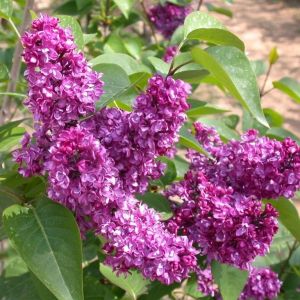 Syringa vulgaris 'Charles Joly' - Flieder 