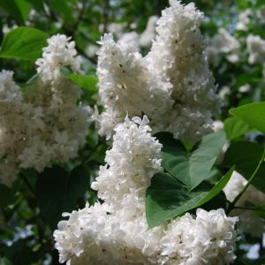 Syringa vulgaris 'Madame Stepman' - Edelflieder