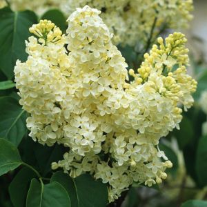 Syringa vulgaris 'Primrose' - Flieder