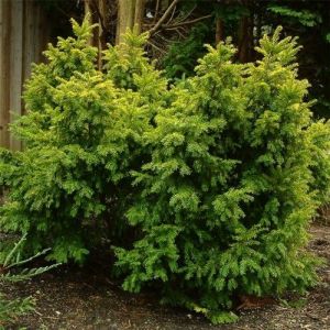 Taxus baccata 'Semperaurea' - Eibe