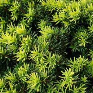 Taxus baccata 'Summergold' - Eibe
