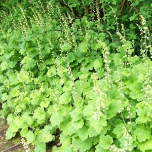 Tellima grandiflora - Alraunwurzel