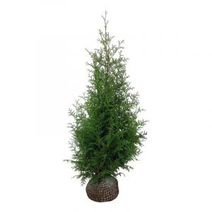 Thuja occidentalis 'Brabant' - Lebensbäume 