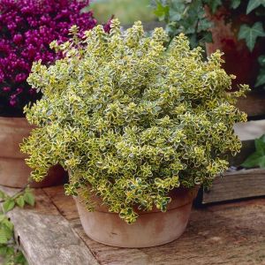 Thymus citriodorus 'Aureus' - Thymian