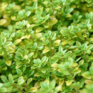 Thymus citriodorus 'Bertram Anderson' - Thymian