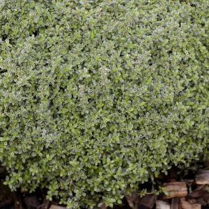 Thymus citriodorus 'Silver Queen' - Thymian