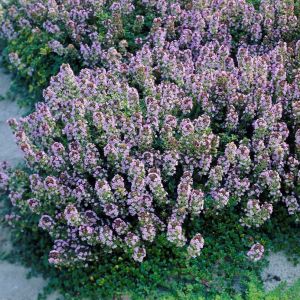 Thymus 'Doone Valley' - Thymian