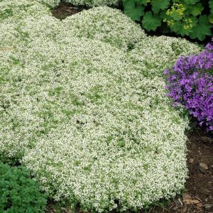 Thymus praecox 'Albiflorus' - Polsterthymian