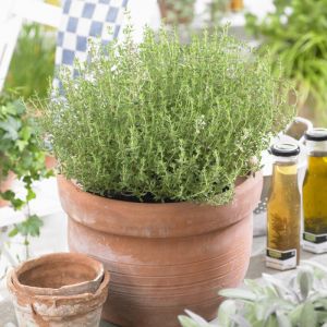 Thymus vulgaris 'Compactus' - Thymian
