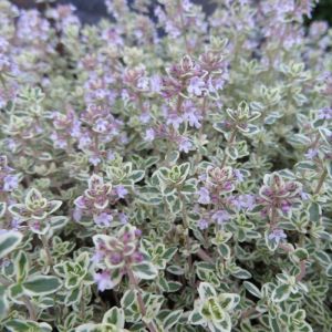 Thymian (Thymus): Sorten, Pflege & Standort | Grnes Paradies