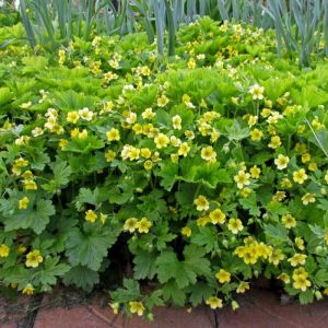 Waldsteinia geoides - Golderdbeere