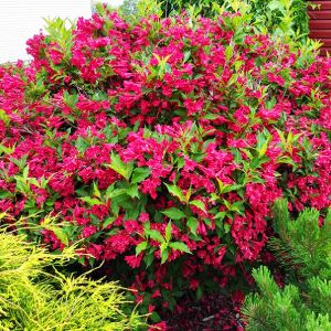 Weigela 'Red Prince' - Weigelie