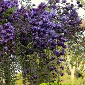 Wisteria floribunda 'Black Dragon' - Blauregen