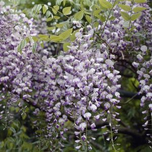 Wisteria floribunda 'Issai-naga' - Blauregen