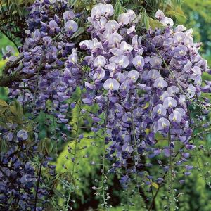Wisteria floribunda 'Naga Noda' - Blauregen